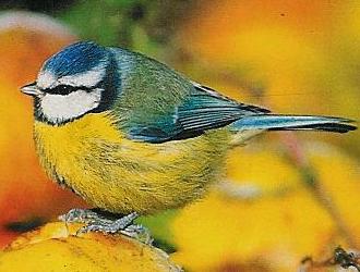 Blaumeisen fliegen auf Meisenkndel