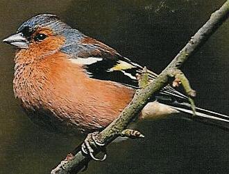 Buchfinken picken gern Hanfsamen