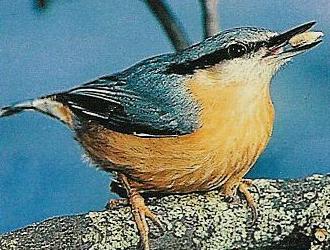 Kleiber mgen Baumsamen