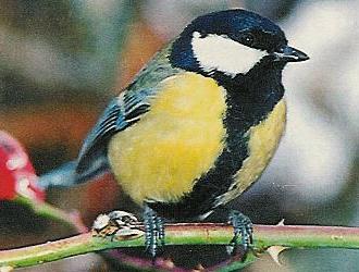 Kohlmeisen bevorzugen Fettfutter