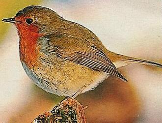 Rotkehlchen bevorzugen Haferflocken