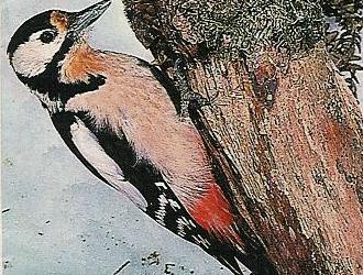 Der Specht holt sich gern Haselnsse